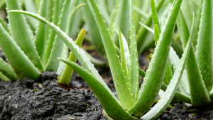 Aloevera is Good plant for its soothing and healing Items. Its also contains compounds that can Pink dark spots and promote your skin regeneration. Apply fresh aloevera plant gel directly to your knees skin massage gently for 5 minutes and leave it on for about 30 minutes before wash.